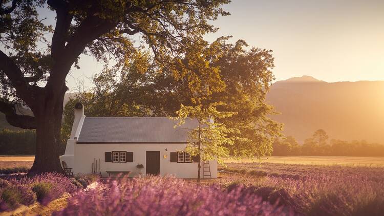 JAN Franschhoek