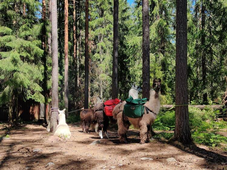 Nuuksio National Park