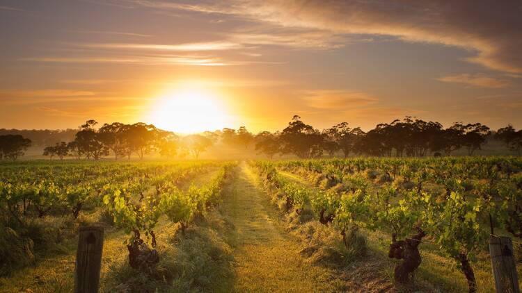 Sip on fine wines in the Barossa Valley