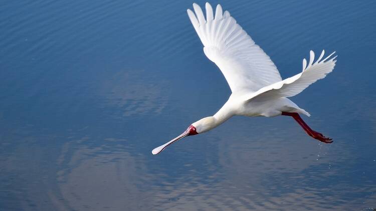 Spoonbill flying over water