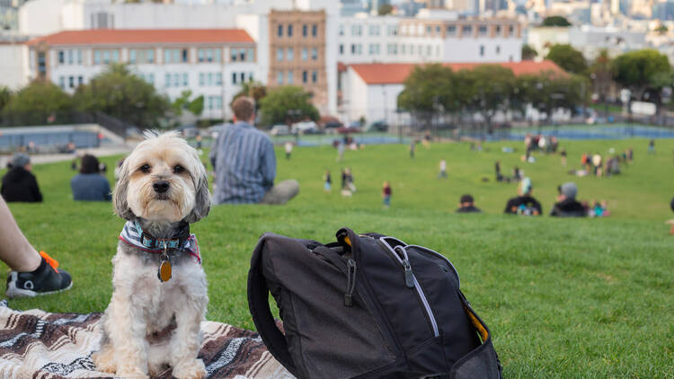 dog at Dolores Park