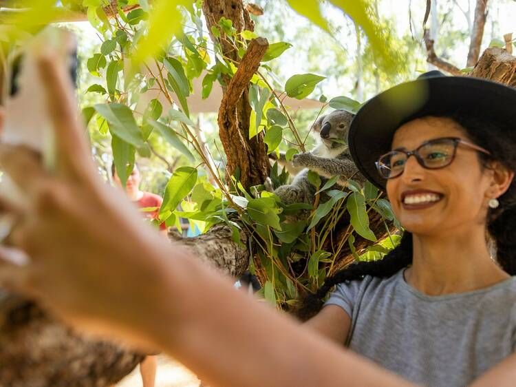 Snap a koala selfie at Billabong Sanctuary