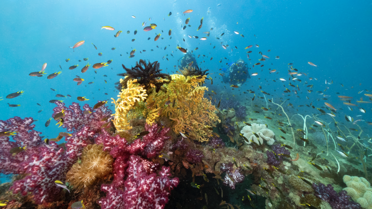 Snorkel at the Great Barrier Reef