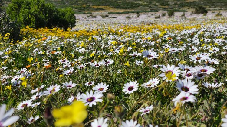 Posberg, West Coast National Park