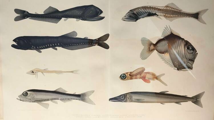 Peixes de profundidade, ilustração Emma Kissling (1911)