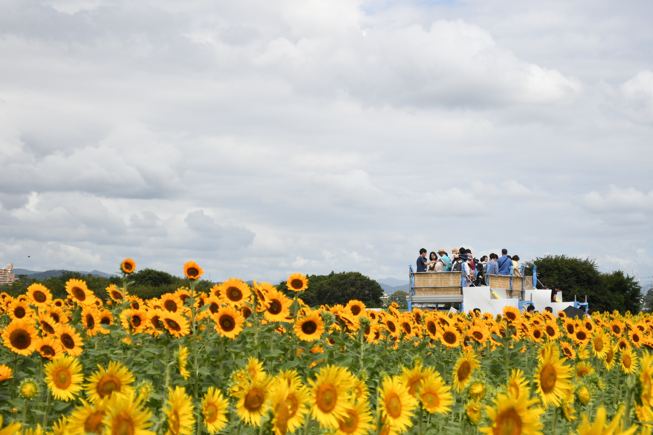 ひまわりまつり