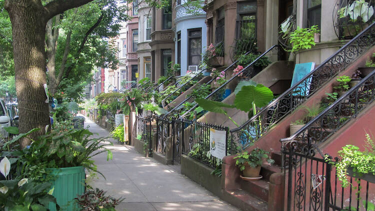 Greenest Block 2024: Lincoln Place between New York Avenue and Nostrand Avenue in Crown Heights