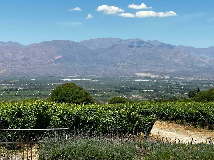 Bodega San Pedro de Yacochuya