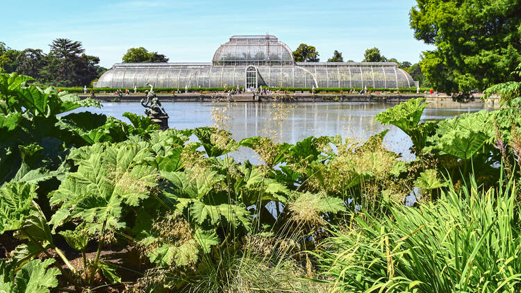 Photo featuring the Palm House at Botanical Gardens in Kew in the background, with a variety of green, leafy plants in the foreground. 