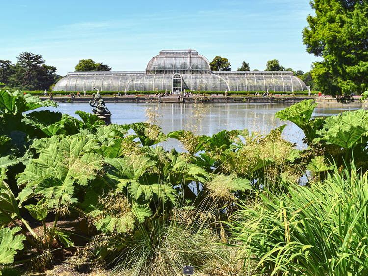 Climate change could kill off half the trees in Kew Gardens