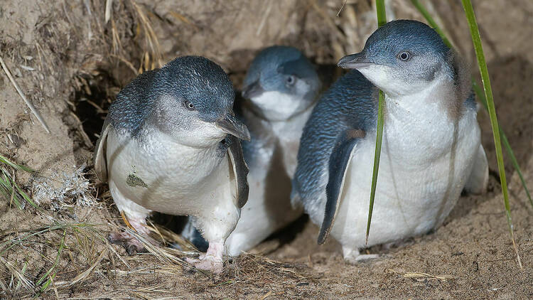 penguins