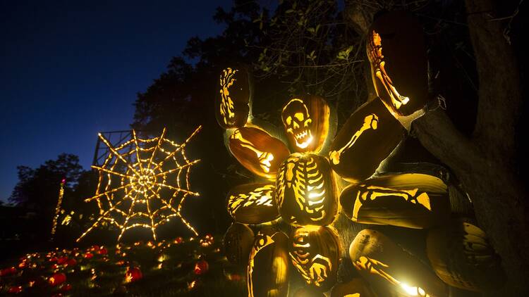 Pumpkins in a skeleton arrangement.