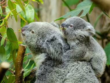 GOOD NEWS: $5 million will go towards preventing koala extinction in south-west Sydney GOOD NEWS: $5 million will go towards preventing koala extinction in south-west Sydney