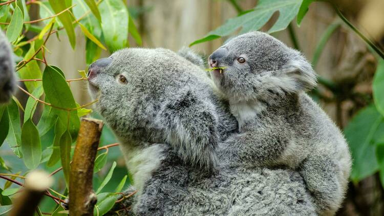 A mother and baby koala in a tree