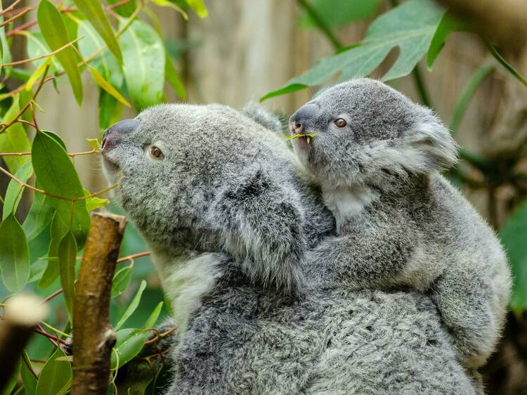 GOOD NEWS: $5 million will go towards preventing koala extinction in south-west Sydney