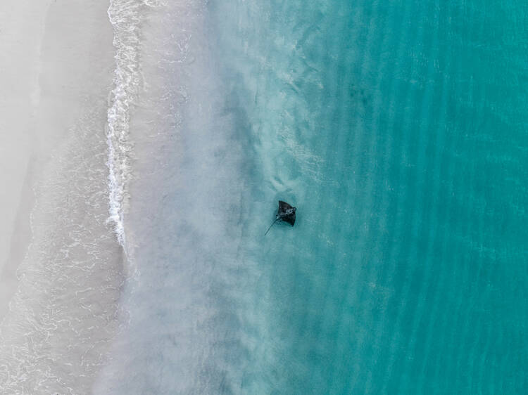 See the Hamelin Bay stingrays