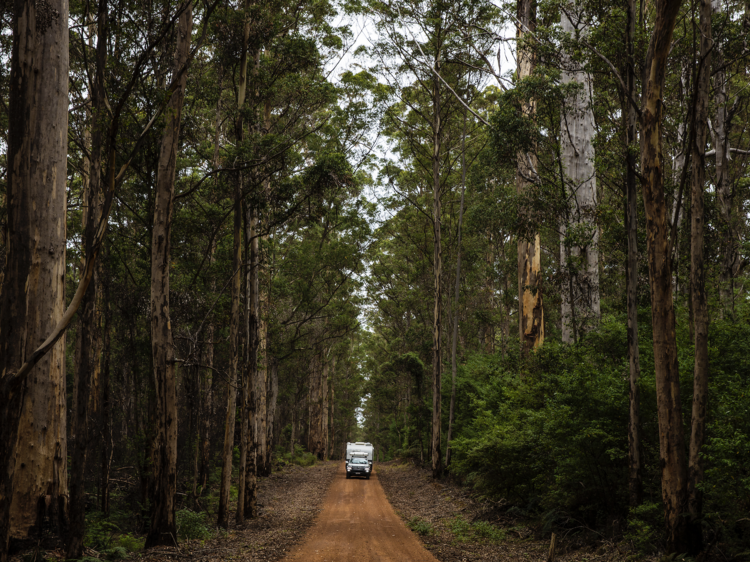 Drive through Boranup Karri Forest