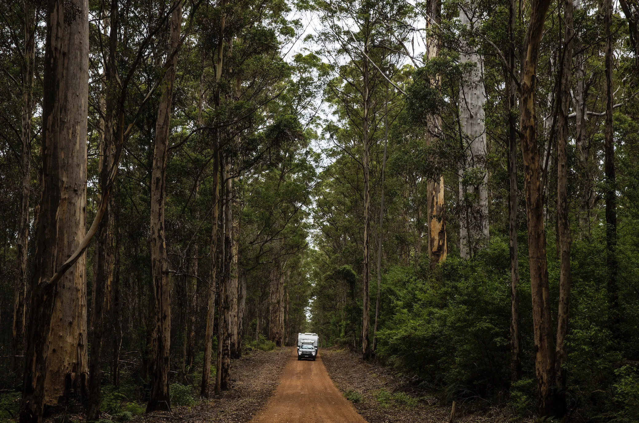Car driving through forest