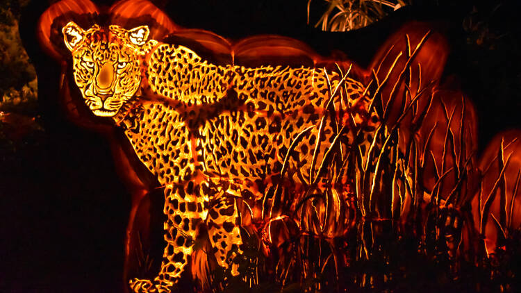 A set of jack-o'-lanterns carved to look like a leopard.