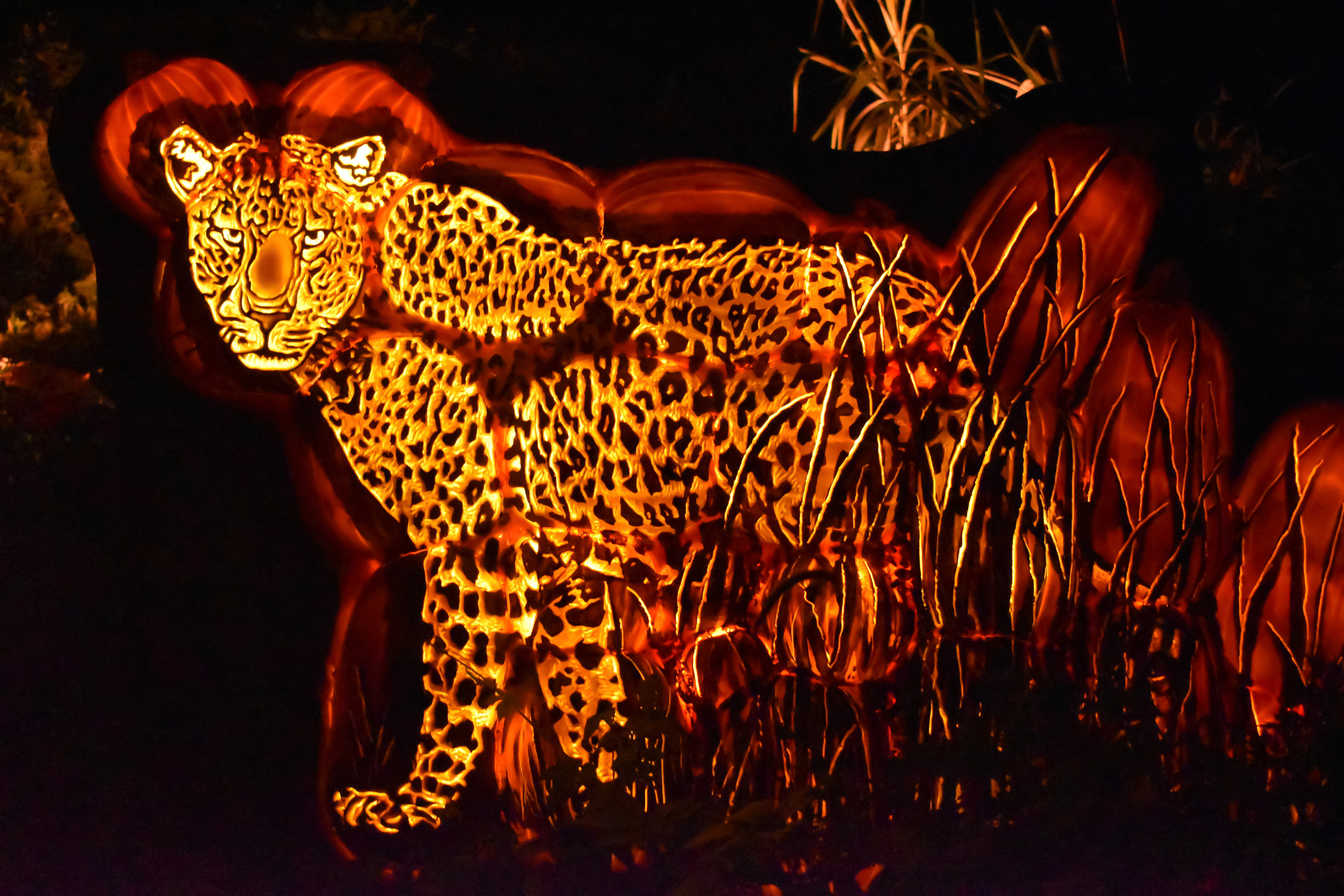 See 5,000 animal-themed jack-o'-lanterns at the Bronx Zoo this fall