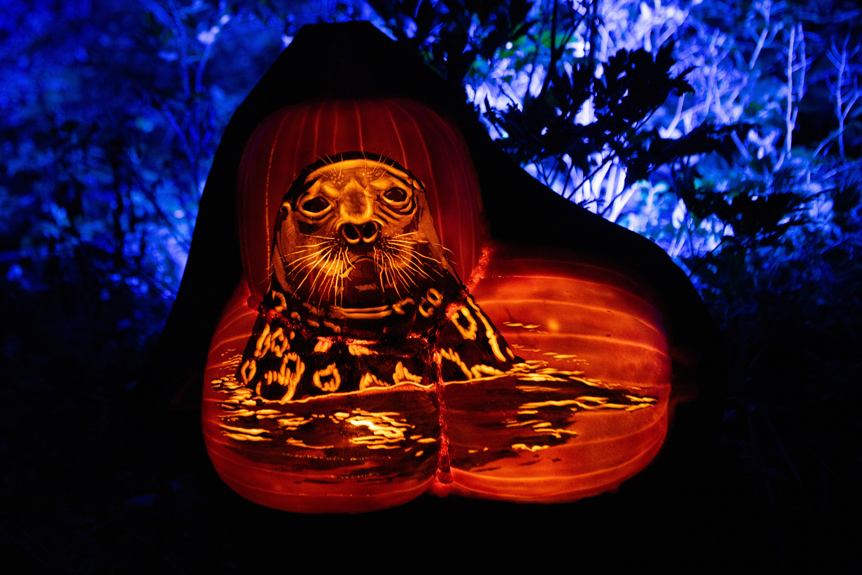 A jack-o'-lantern carved to look like a seal.