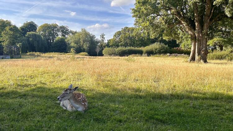 A fallow deer resting in the shade in Clissold Park’s animal enclosure