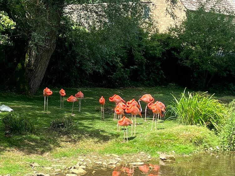 Visit the Dinosaurs at Birdland Park and Gardens