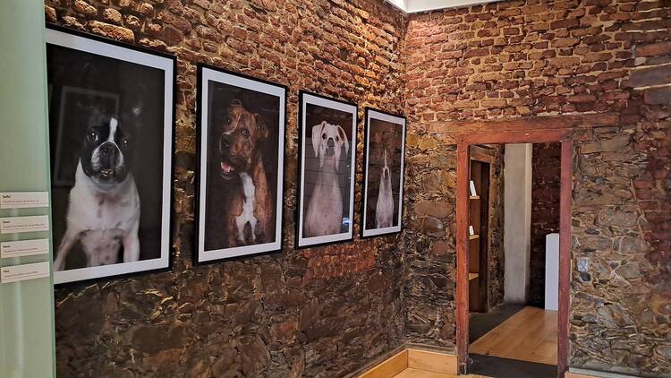 Museum of Dogs