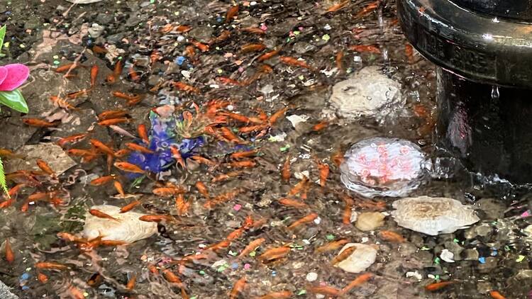 fish swimming in a small puddle