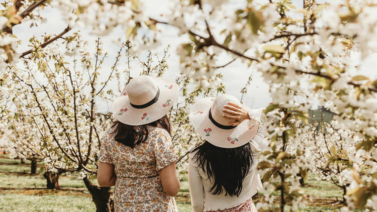 Two women facing away from the camera, standing among cherry blossoms wearing broad brim hats with cherries on them.