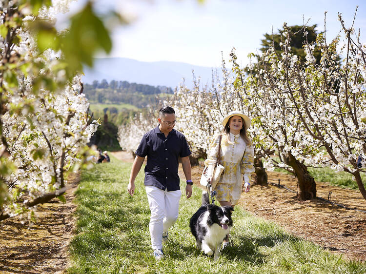 A couple walking through a cherry blossom orchard with their dog. 