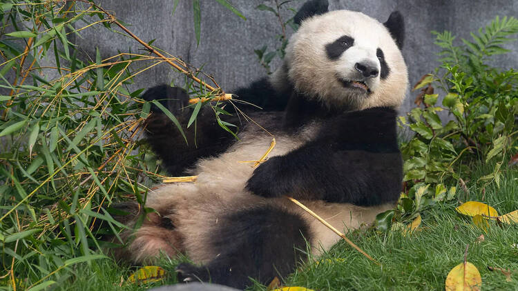 Pandas at the San Diego Zoo