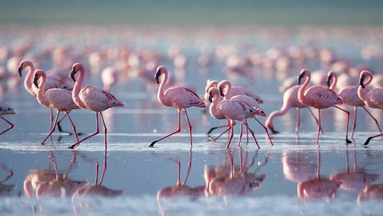 Lake Nakuru, Kenya