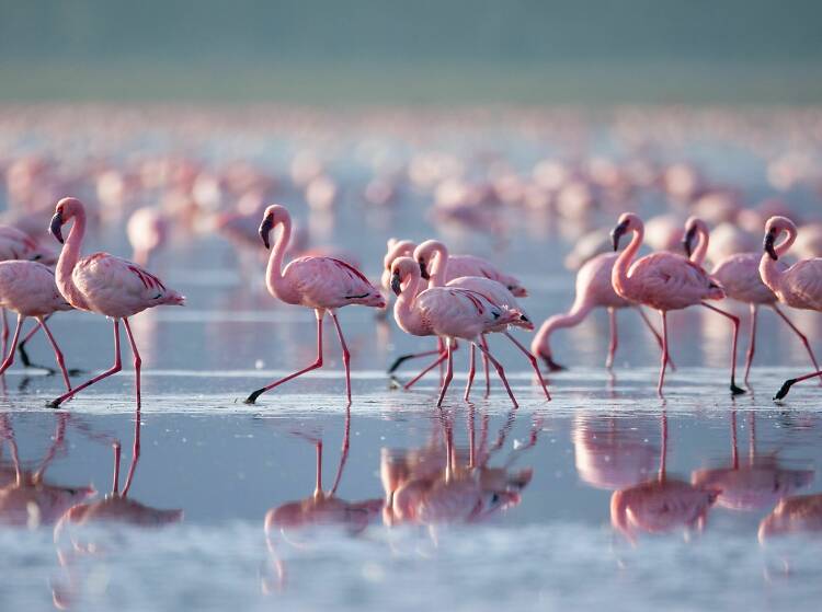 Lake Nakuru, Kenya