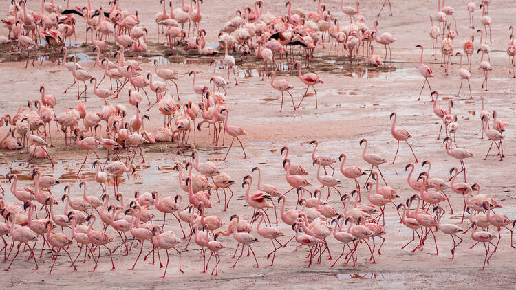 Lake Natron, Tanzania