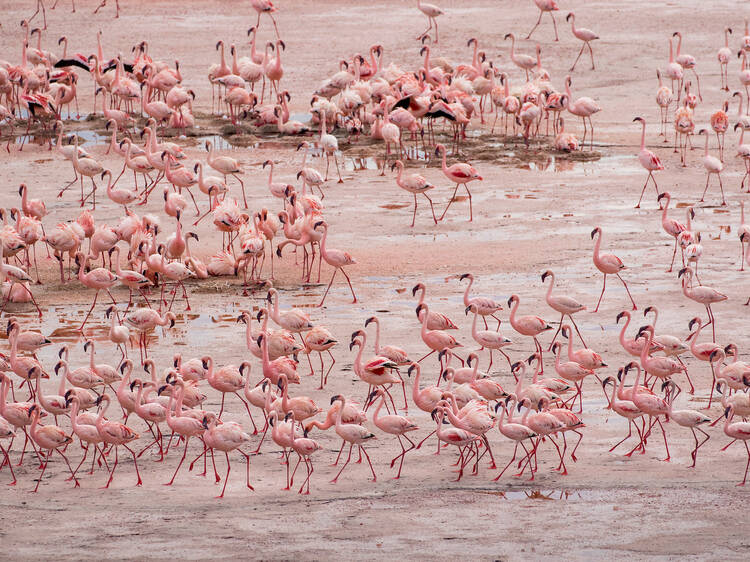 Lake Natron, Tanzania