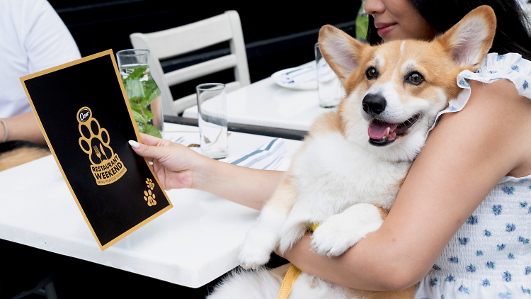 Woman holding a corgi in her left arm and a CESAR branded black and gold menu in her right arm