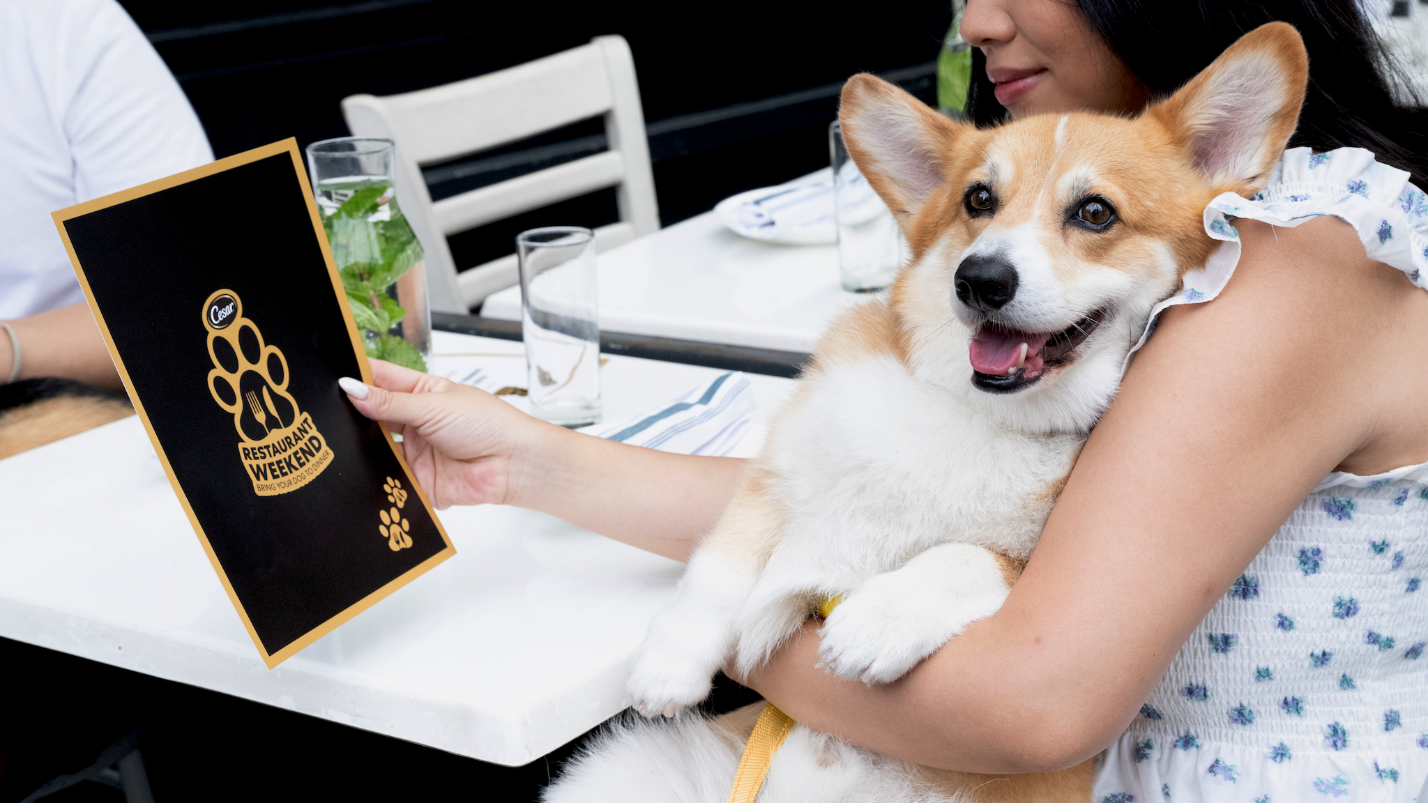 The first-ever dog restaurant weekend has arrived in New York