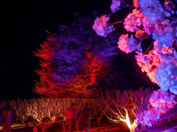 Rows of cherry trees illuminated at night. 