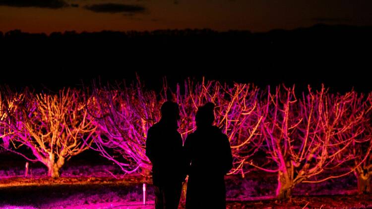 Two people silhouetted against illuminated cherry trees. 