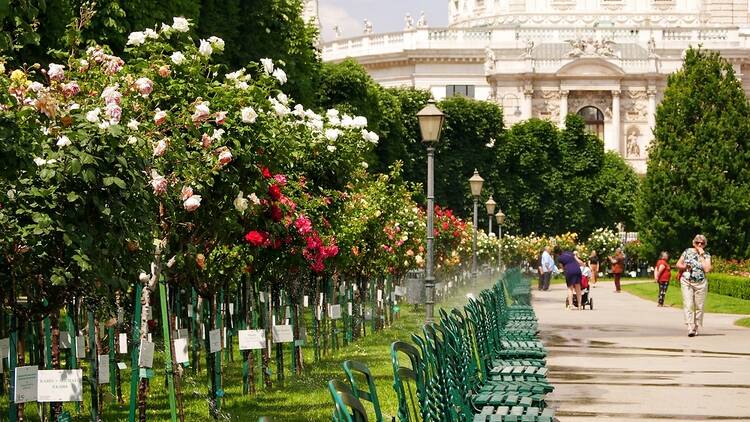 Roses bloom in Vienna