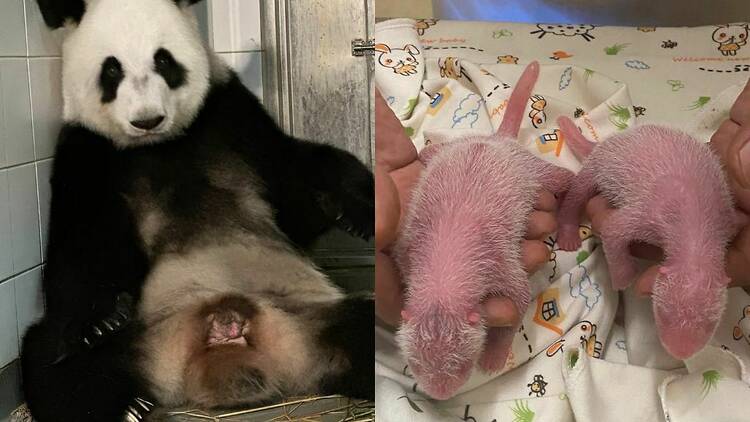 Ocean Park Hong Kong Panda Ying Ying baby twins