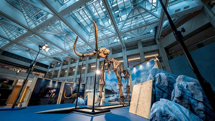 Sotheby’s Hong Kong woolly mammoth