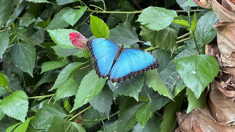 Bright blue morpho butterfly on green leaves 