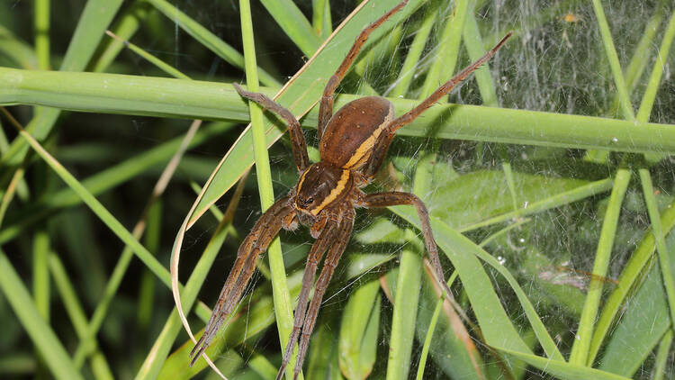 Fen raft spider