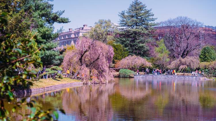 Brooklyn Botanic Garden cherry blossom