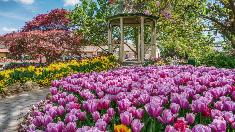 Tulip Time Festival