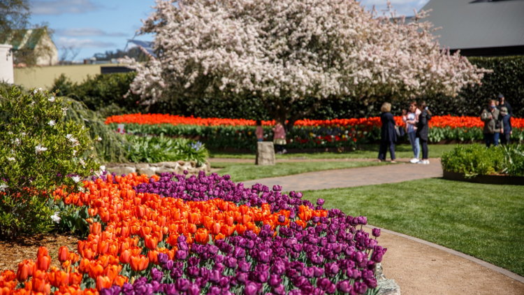 Tulip Time Festival