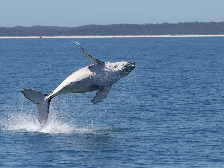 Whale breaching in waters near Hervey Bay