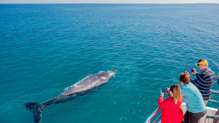 Go whale watching